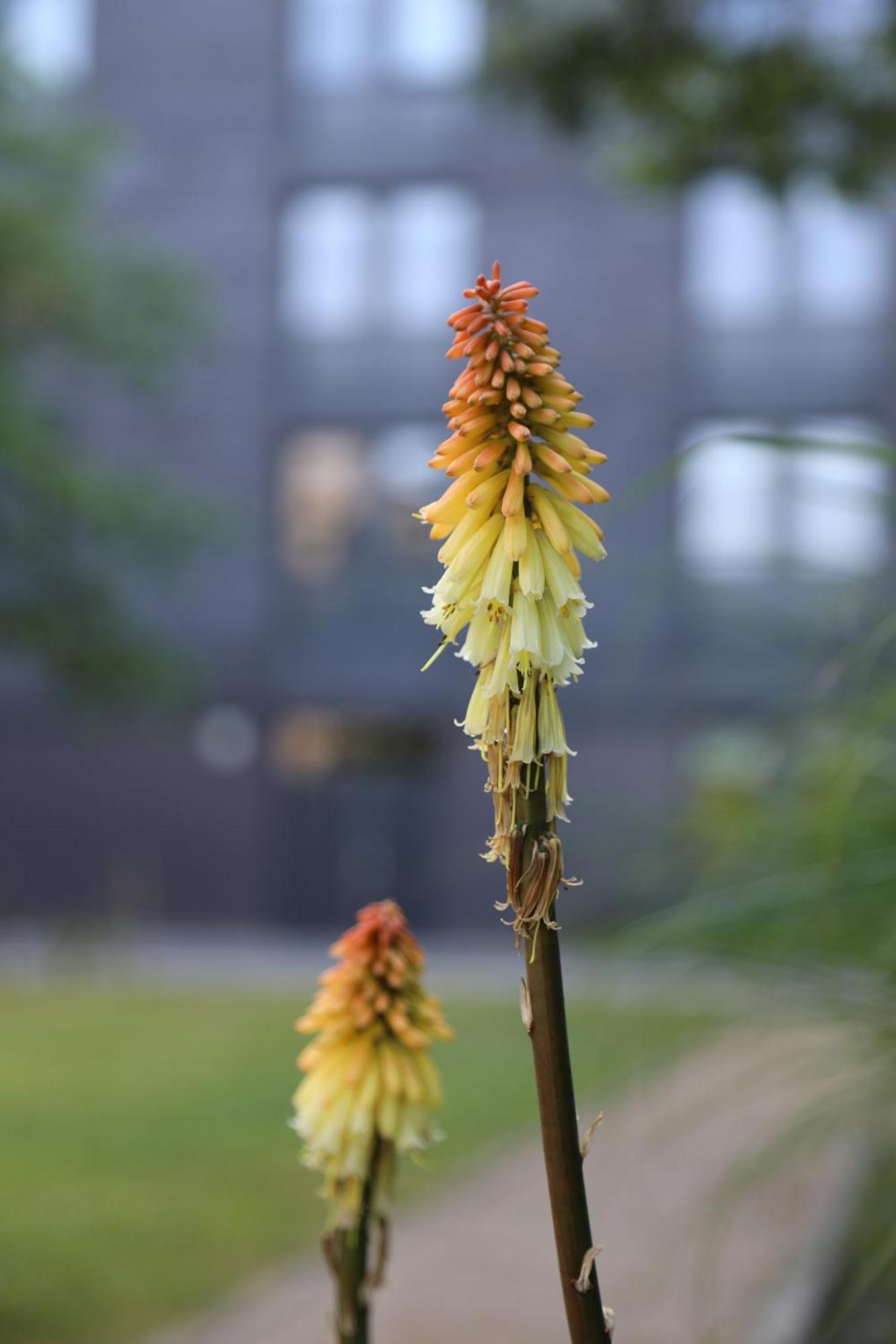 Goldcrest Village Rooms University Of Galway Buitenkant foto